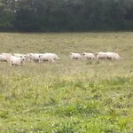 In Puygareau Near Poitiers * Savigny-sous-Faye