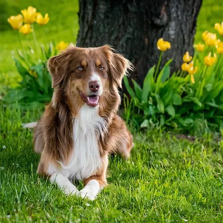 度假居 In Puygareau Near Poitiers